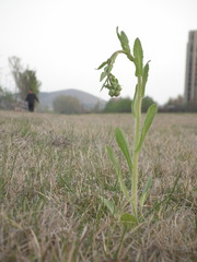 Erigeron philadelphicus