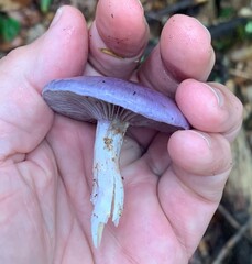 Cortinarius iodes