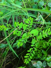 Phyllanthus caroliniensis