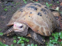 Indotestudo elongata