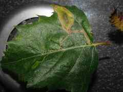 Lyonetia clerkella