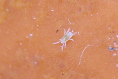 Eupodidae