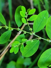 Phyllanthus caroliniensis