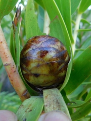 Leucadendron microcephalum