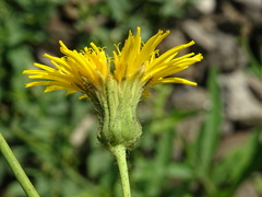 Sonchus arvensis arvensis