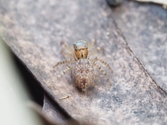 Salticinae