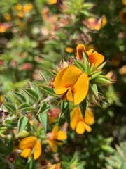 Pultenaea