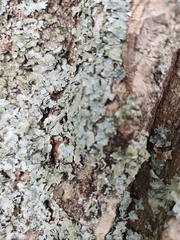 Parmelioideae