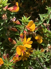 Pultenaea