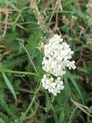 Achillea millefolium