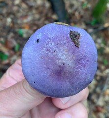 Cortinarius iodes