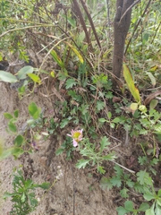 Chrysanthemum indicum