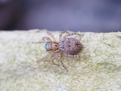 Salticinae