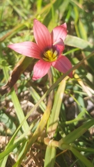 Romulea