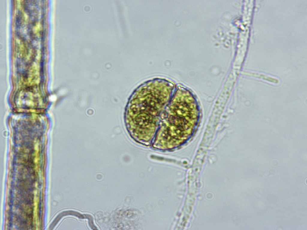 Cosmarium taxichondrum