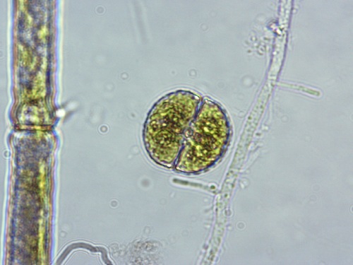 Cosmarium taxichondrum