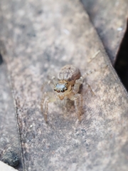 Salticinae