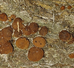 Hypoxylon fragiforme