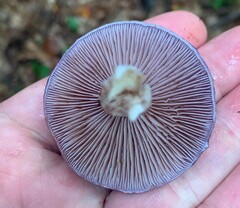 Cortinarius iodes