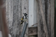 Phylidonyris novaehollandiae