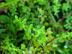 Ludwigia microcarpa
