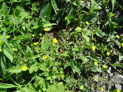 Potentilla paradoxa