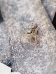 Salticinae