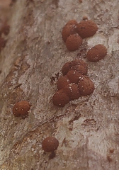 Hypoxylon fragiforme