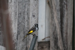 Phylidonyris novaehollandiae