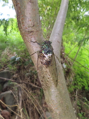 Hyalessa maculaticollis