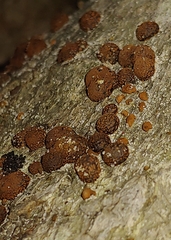 Hypoxylon fragiforme