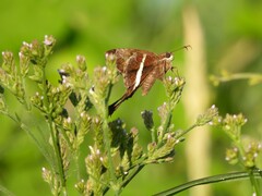 Chioides albofasciatus