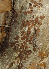 Hypoxylon fragiforme