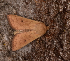 Mythimna vitellina