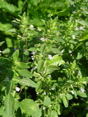 Dracocephalum thymiflorum