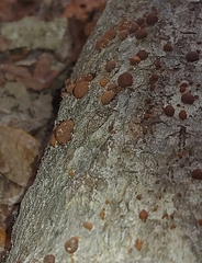 Hypoxylon fragiforme