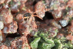Eupodidae