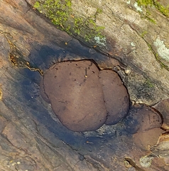 Hypoxylon fragiforme