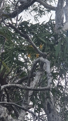 Dendrobium trilamellatum