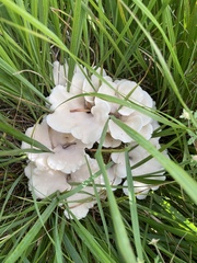 Pleurocybella porrigens