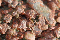 Eupodidae