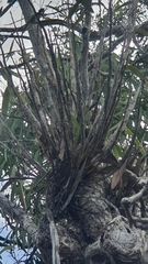 Dendrobium trilamellatum