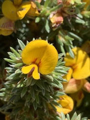 Pultenaea pedunculata