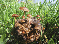 Deconica