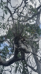 Dendrobium trilamellatum