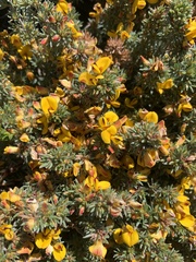 Pultenaea pedunculata