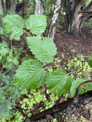 Viburnum dentatum