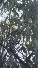 Dendrobium trilamellatum