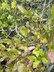 Rhododendron viscosum