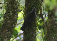 Cormobates leucophaea minor